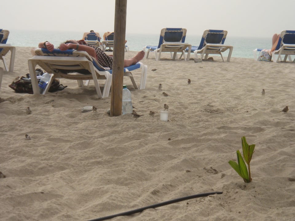 Zecken, Flöhe, Würmer und diverse Parasiten Hotel Riu Karamboa