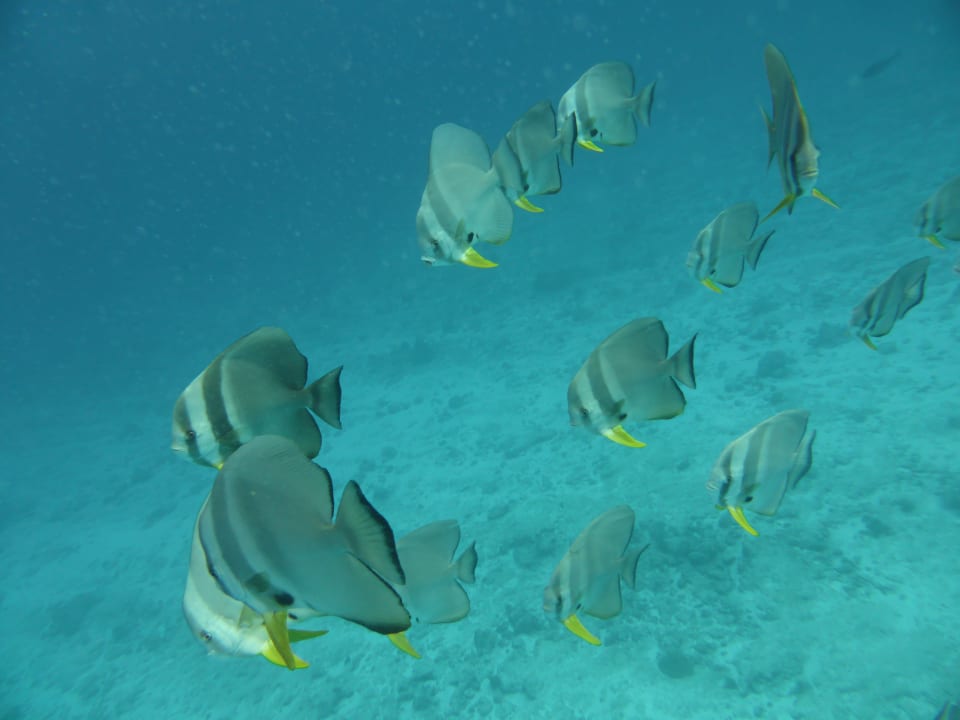 Sport & Freizeit Mirihi Island Resort