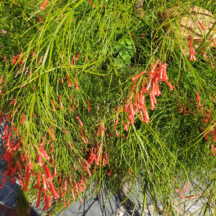 Gartenanlage Hotel Gardenia Beach