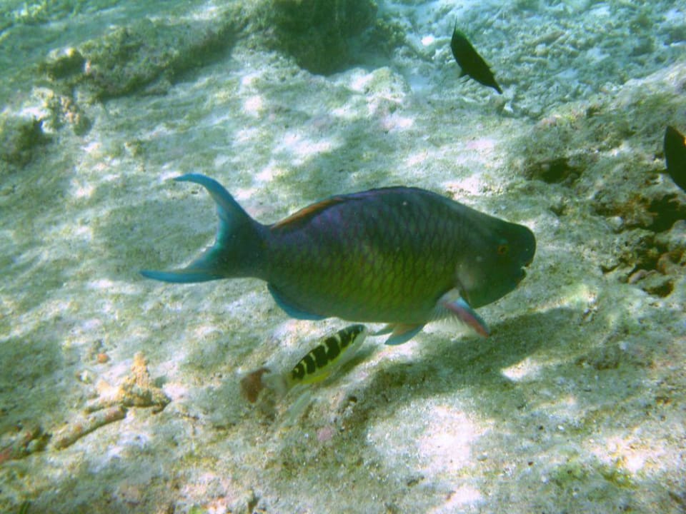 Papageienfisch Summer Island Maldives