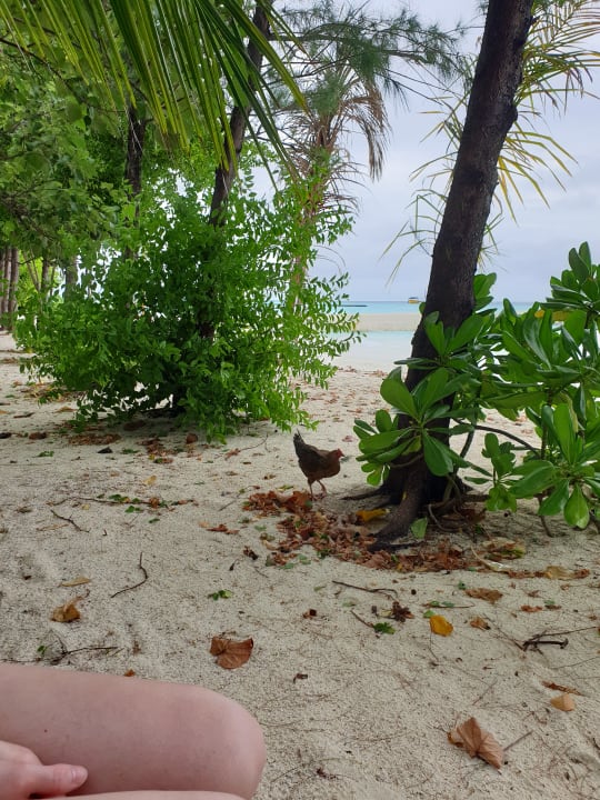 Strand Summer Island Maldives