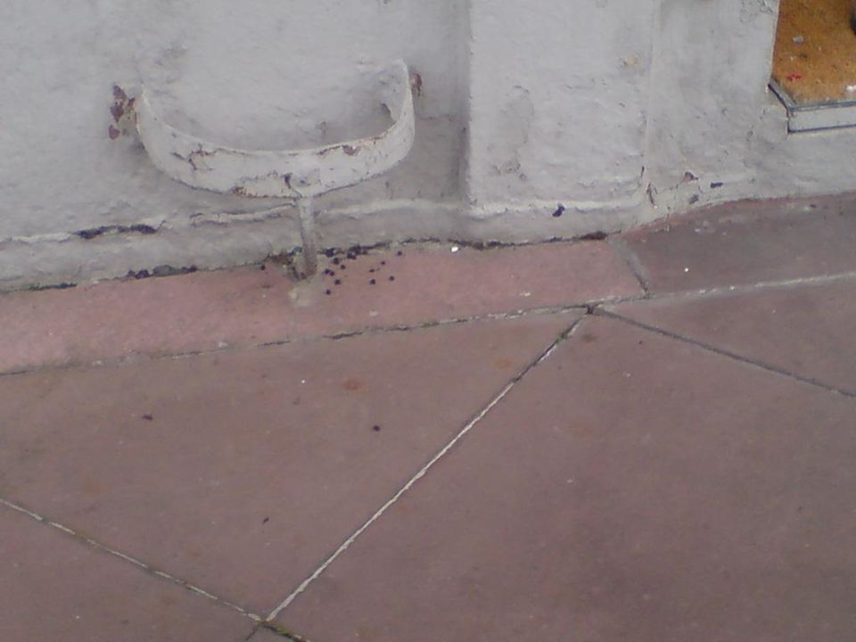 Undefinierbar Hotel zum Schwan