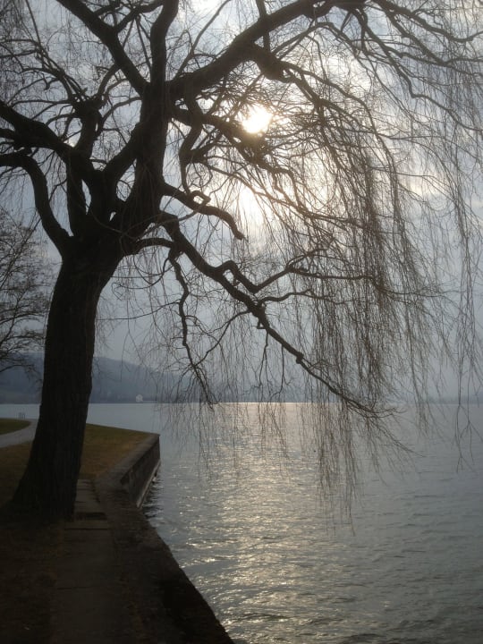 Idyllisches Bild am Ufer des Untersees gleich beim See & Park Hotel Feldbach