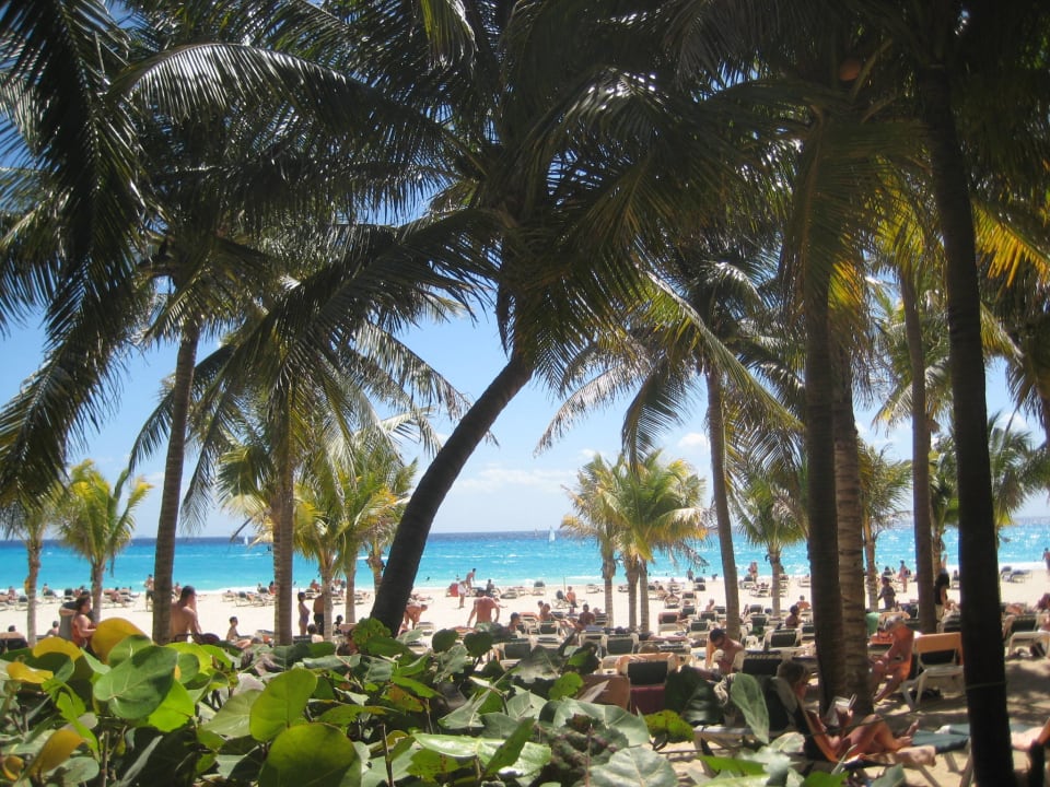Blick durch Palmen am Strand Hotel Riu Tequila