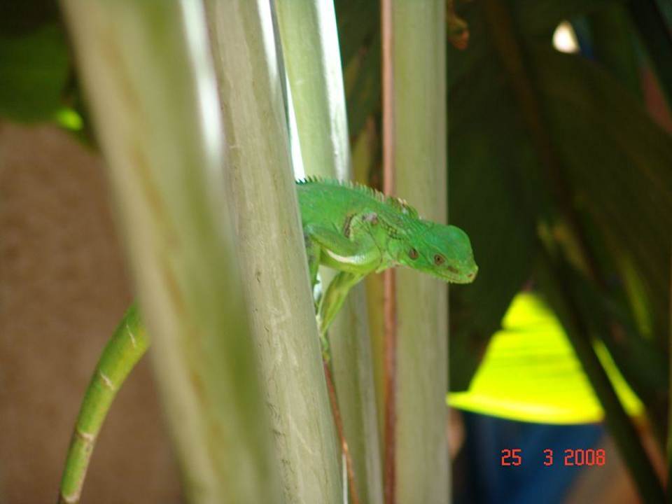 Klemmer gehabt Hotel Costa Caribe Beach