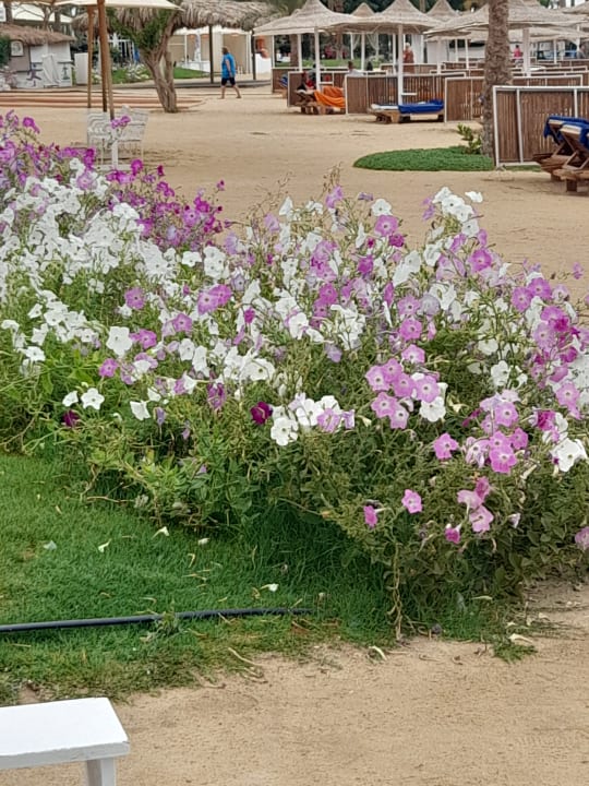 Gartenanlage Desert Rose