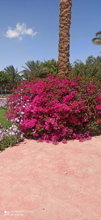 Gartenanlage Desert Rose