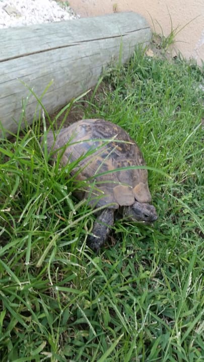 Sonstiges Asteria Family Belek