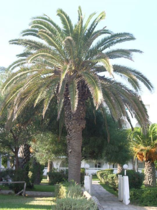 Palme The Orangers Beach Resort and Bungalows