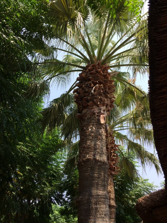 Gartenanlage Can Garden Beach