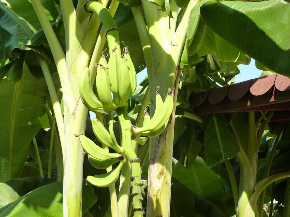 Banany na terenie hotelu Semoris Hotel