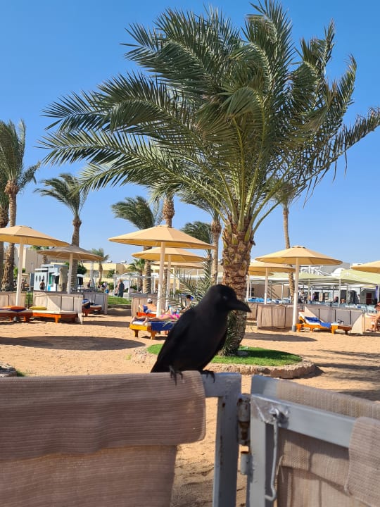 Außenansicht Pickalbatros Royal Moderna Resort-Sharm El Sheikh