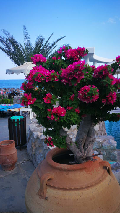 Gartenanlage Hotel Calypso Beach