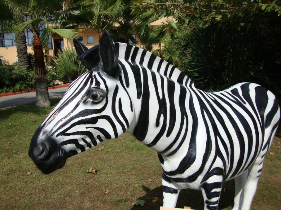 Zebra Asteria Family Belek