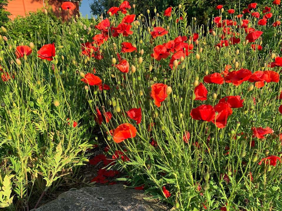 Gartenanlage Nordseefewo-Lämmerblick