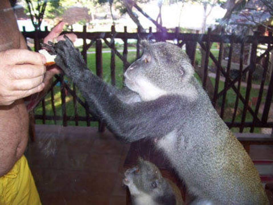 Affe auf unserem Balkon Baobab Beach Resort & Spa