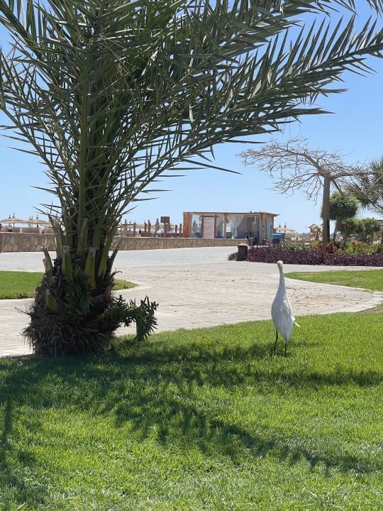 Gartenanlage  Novotel Marsa Alam Beach Resort