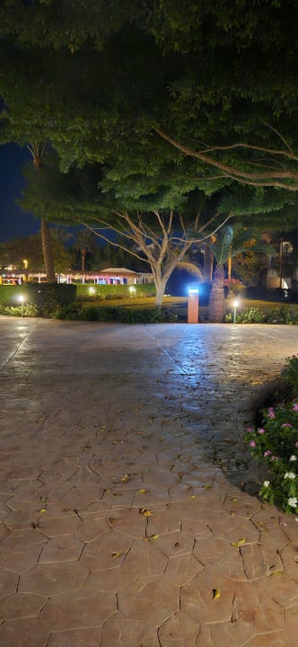 Gartenanlage Desert Rose