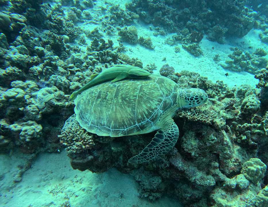 Sport & Freizeit Sentido Reef Oasis Suakin