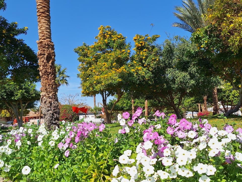 Gartenanlage Desert Rose