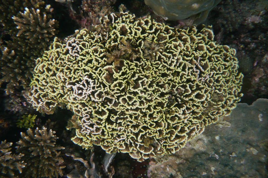 Korallen am Riff Long Bay Resort Koh Phangan