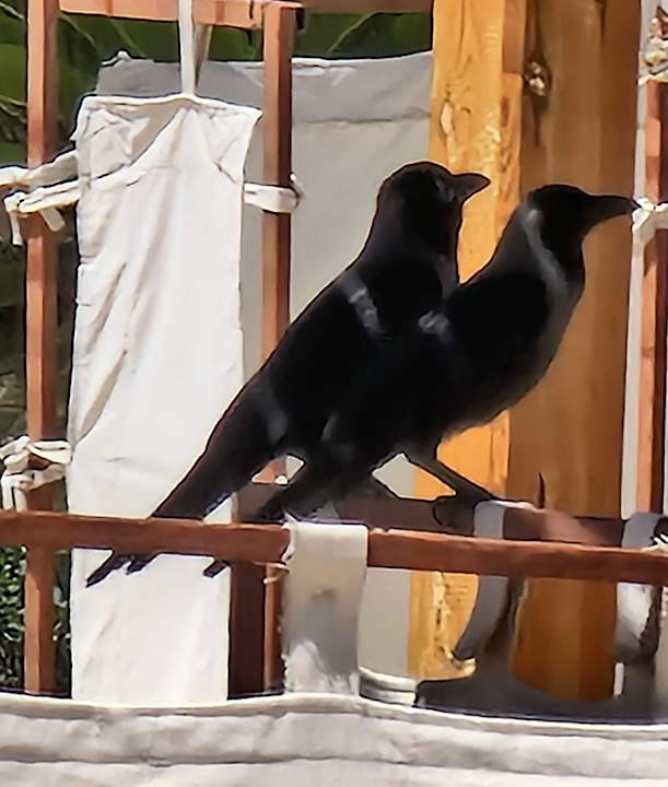 Strand Shams Prestige Abu Soma-Adults Only