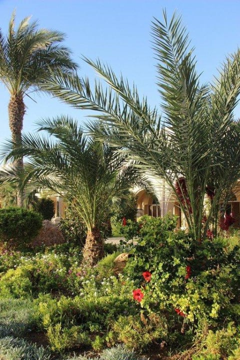 Alles grün in der Anlage Zita Beach Resort