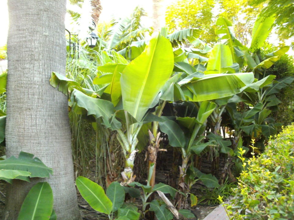 So sieht es vor dem Haus aus Can Garden Beach