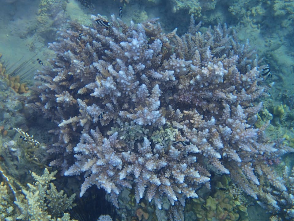 Strand Steigenberger Coraya Beach - Adults only