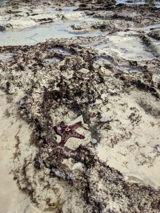 Strand Hotel Jacaranda Indian Ocean Beach Resort