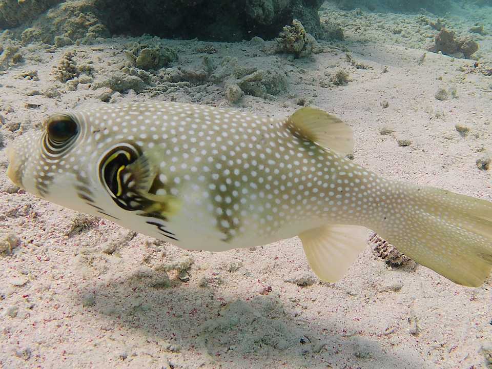 Strand Hotel Sheraton Soma Bay Resort