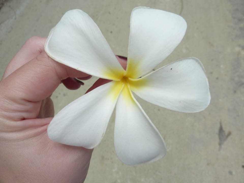 Wunderschöne Blume Kuramathi Maldives