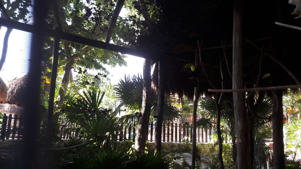 Gartenanlage Iberostar Waves Tucan