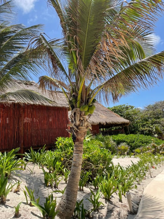 Außenansicht Akumal Bay Beach & Wellness Resort