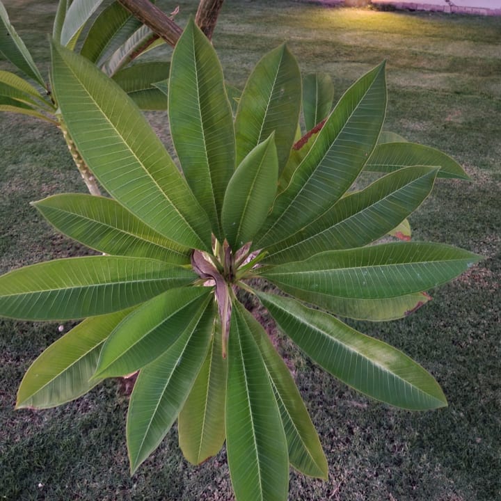 Gartenanlage Casa Mare Resort