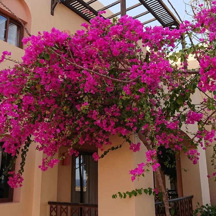 Gartenanlage Steigenberger Coraya Beach - Adults only