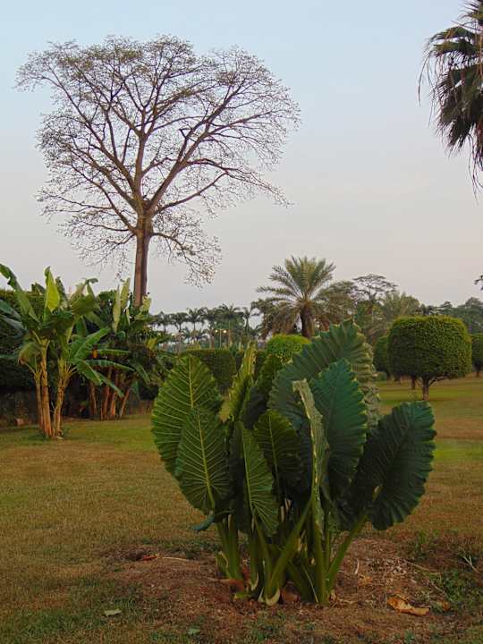 Gartenanlage Bisila Palace Hotel