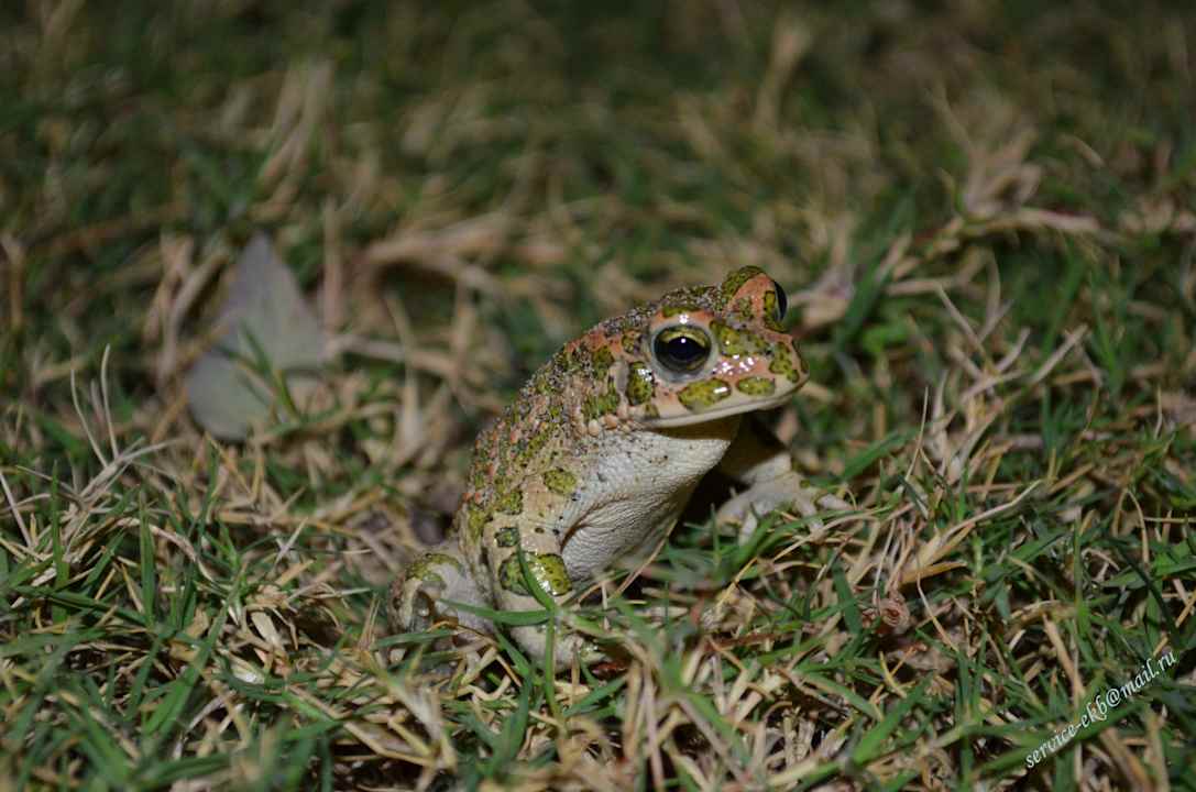 Delphin Imperial Hotel Delphin Imperial