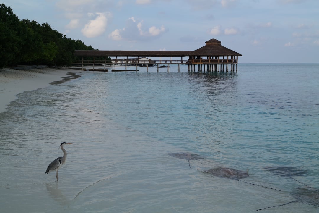 Gastro NH Collection Maldives Reethi Resort