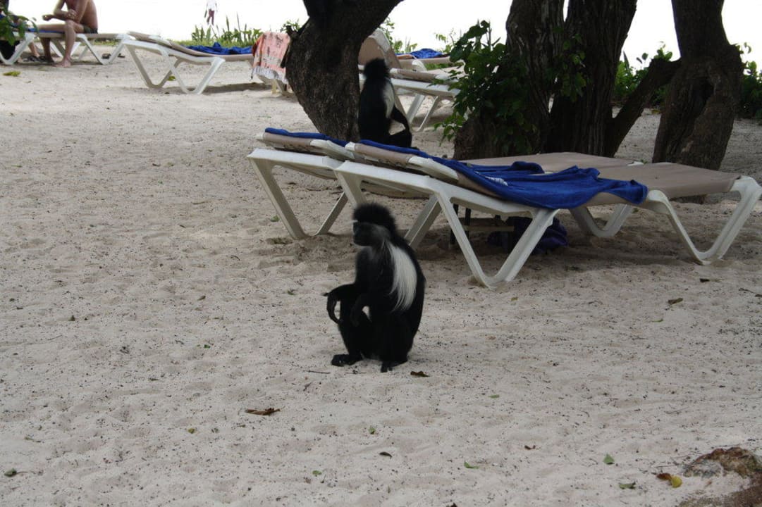 Teil der Gartenalage Baobab Beach Resort & Spa