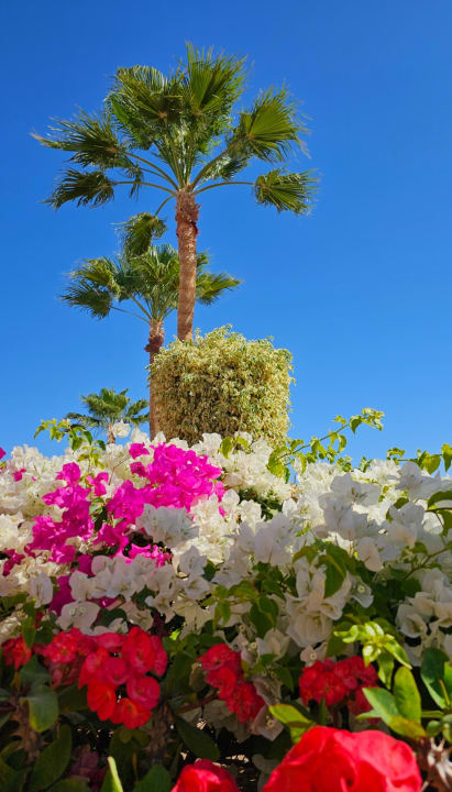 Gartenanlage Pickalbatros Palace Resort