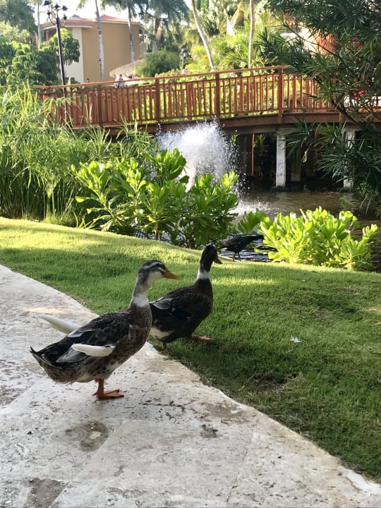 Sonstiges Hotel Viva Dominicus Palace by Wyndham-All Inclusive Resort