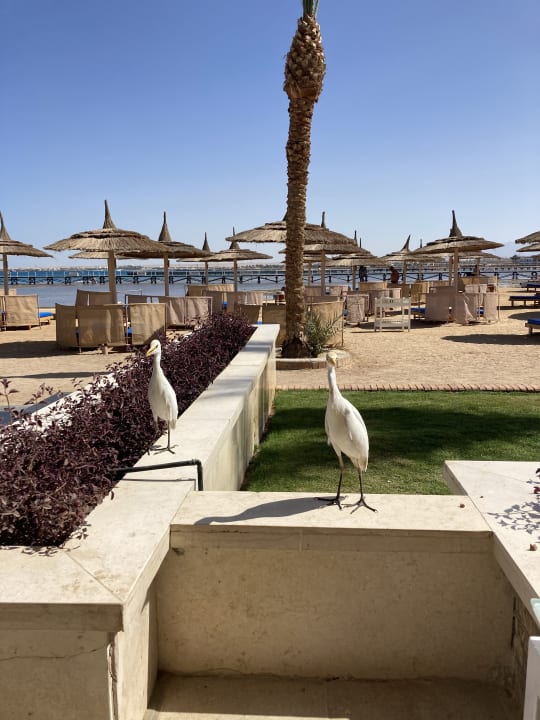 Strand Beach Albatros Resort