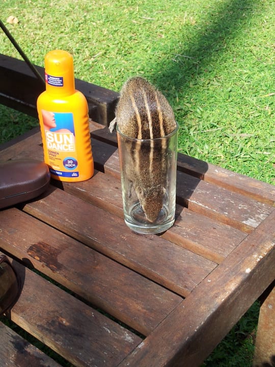 Süße Getränke sind begehrt Mermaid Hotel & Club