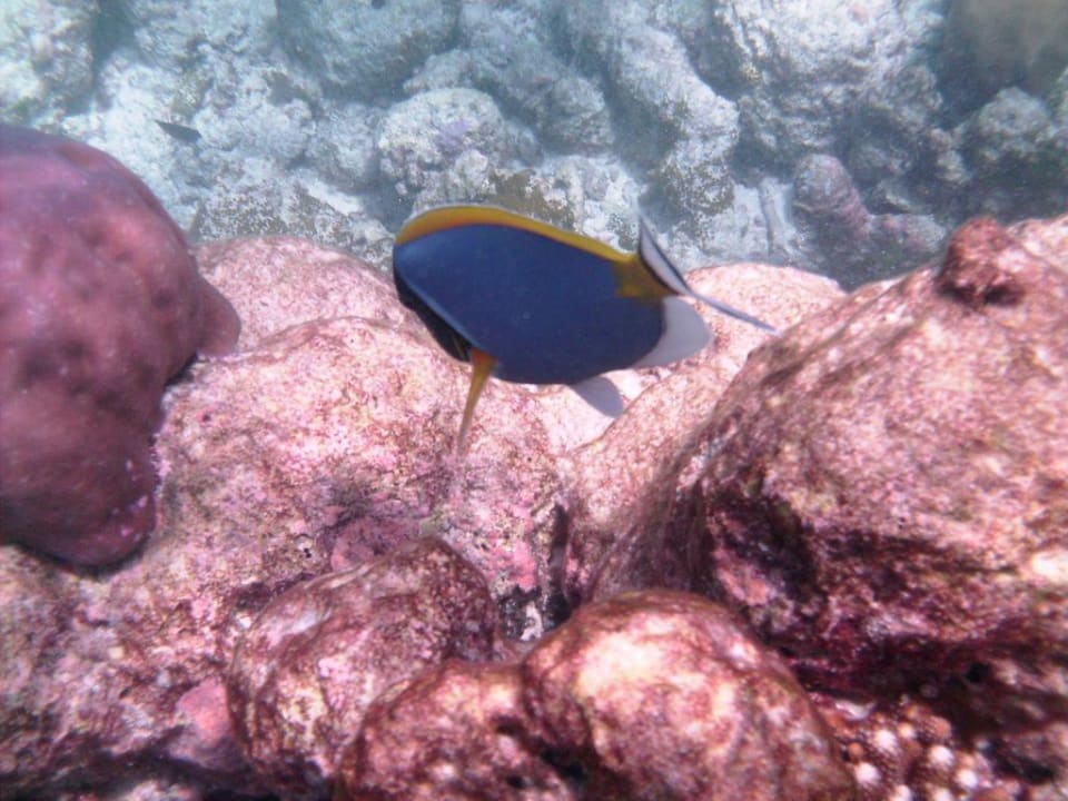 Fisch Summer Island Maldives