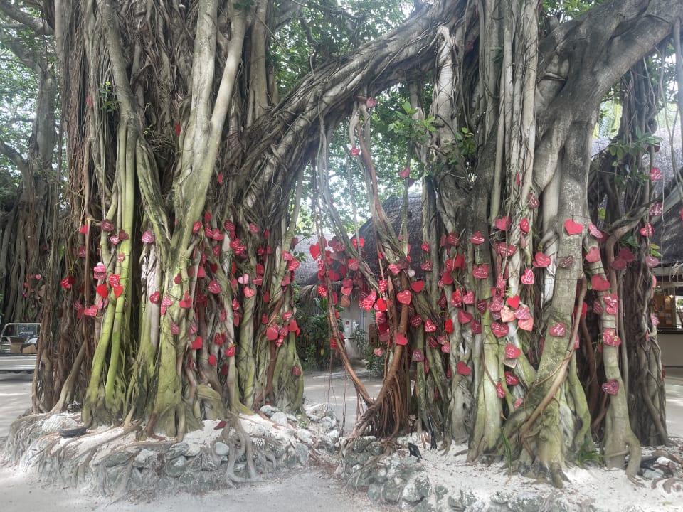 Gartenanlage Adaaran Select Hudhuran Fushi - Premium All Inclusive