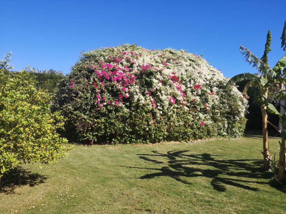 Gartenanlage Desert Rose