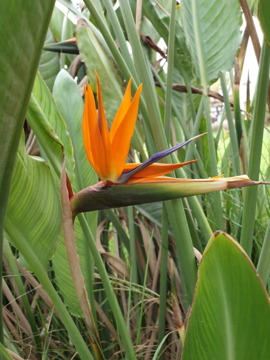 Gartenanlage Steigenberger ALDAU Beach Hotel