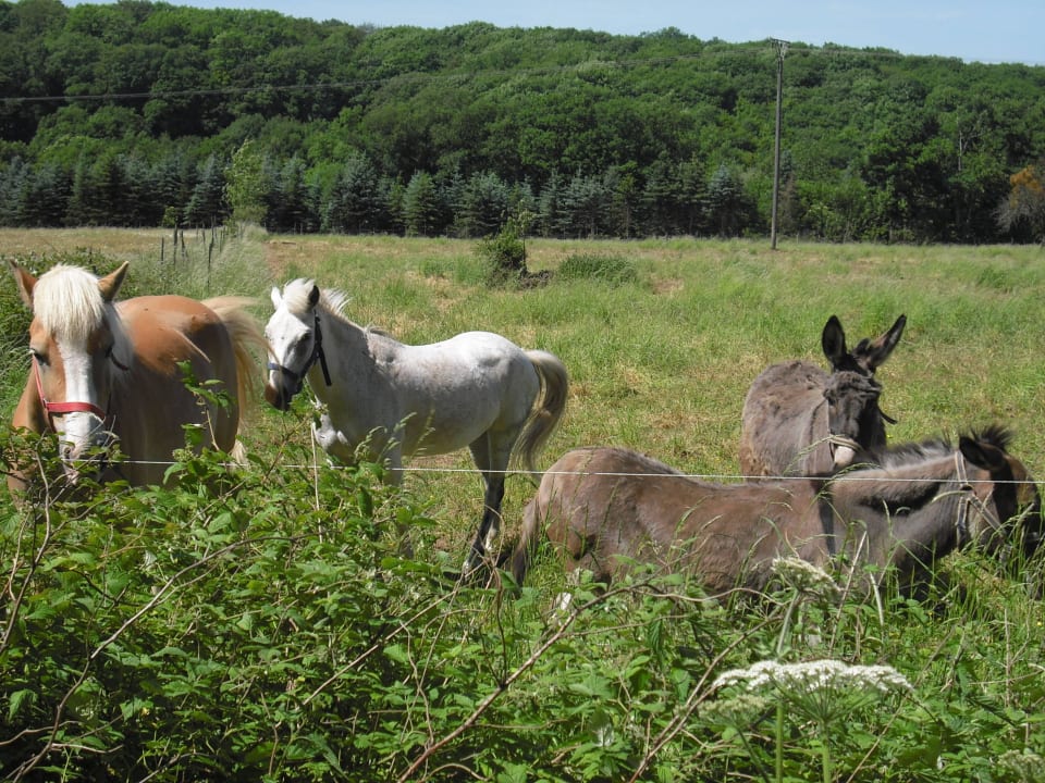 Pferdekoppel auf einem Rundweg  Ferienwohnung Haus Kotthoff