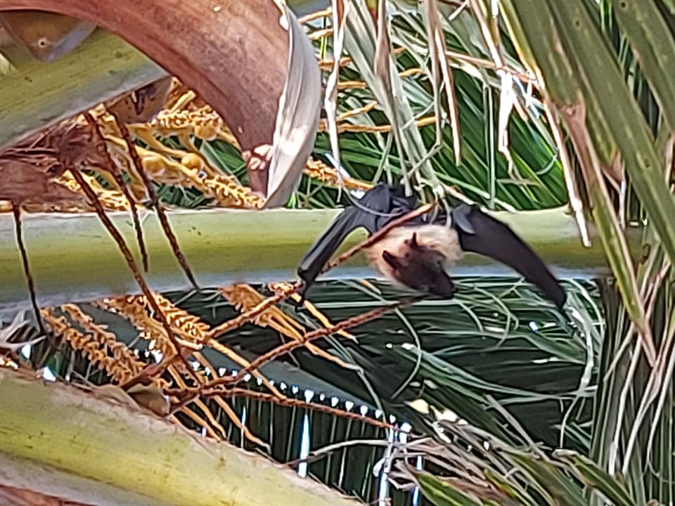 Gartenanlage Summer Island Maldives